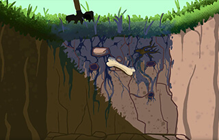 llustrated cross-section of soil layers