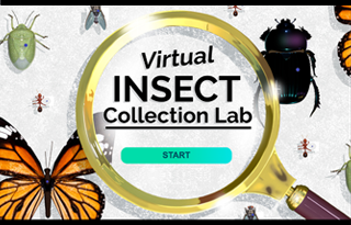 Virtual Insect Collection Lab text with magnifying glass and pinned insects